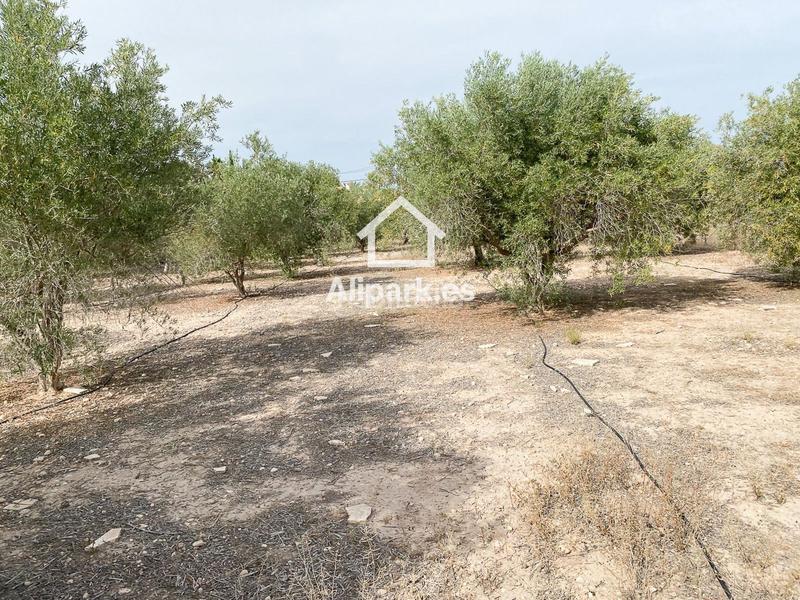 Foto 9854a4b6-2f91-41ce-abe3-85cc1a32a2a2. Chalet  con olivos en Novelda