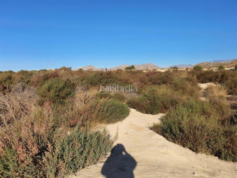 Foto facbfe28-e618-4460-8e74-0b101531064c. Finca rústica a Pla de la Vallonga Alicante