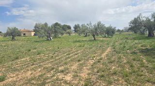 Landgut  Cam dels pous. Parcela vallada con 10.049 m en onil