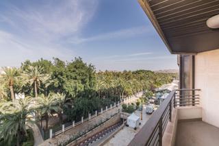 Pis a Centro. Centro  vista del palmeral de elche