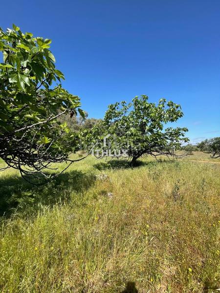 Foto 8c6d0253-1423-46a1-8327-ee3a107a0dcf. Fondo rustico in Casco Antiguo Badajoz