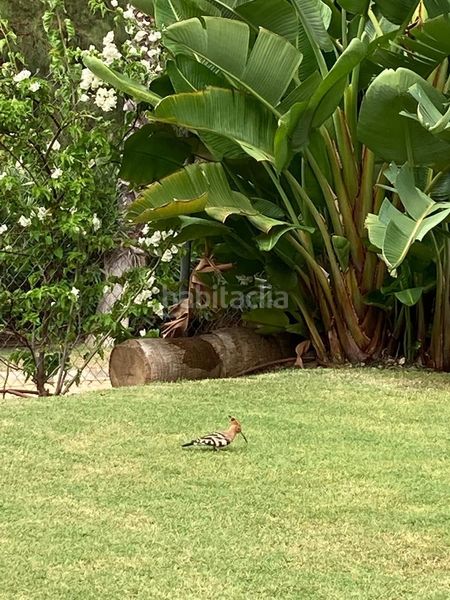 Foto 6b32d415-a3a5-4735-9558-bf2edf096bf5. Casa amb aparcament piscina a Los Flamingos Benahavís