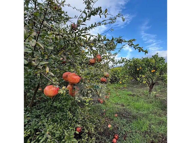 Foto 0cd2cdad-c23c-44a5-ae6c-de1af55932d9. Masia a Álora