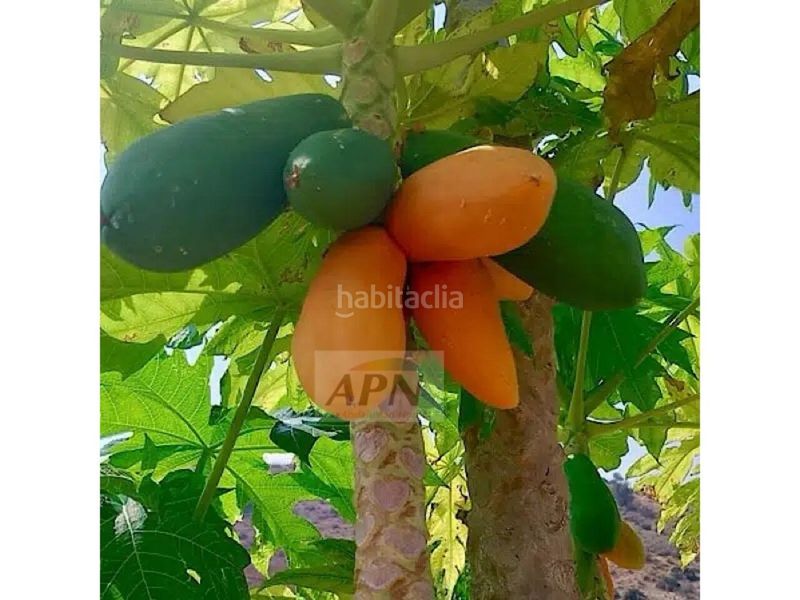 Foto 4396d231-9585-4a81-a294-ff5b9d12b634. Masia a Álora