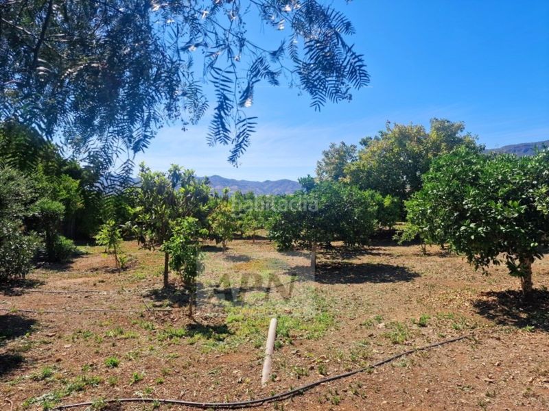 Foto 8888817e-66fa-4966-b82e-3ea05d1d01e8. Masia a Álora