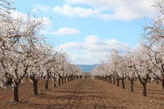 Lloguer Finca rústica  C-12. Arriendo varias fincas regadio