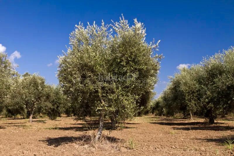 Foto ccb3632a-f8cf-4ea3-afc3-3be3e475346c. Miete landgut in co-6202 1 in Baena