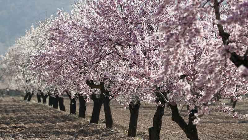 Foto a9831a15-c667-452b-aa19-7eead85e9f9c. Lloguer finca rústica a a-231 45 a Valderrobres