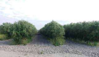Rent Rural plot  N/a. Arriendo varias fincas regadio
