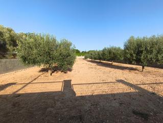 Terreny residencial a Montferri. 2 parcelas planas de un total de 888m2 en urb lalzineta montferr