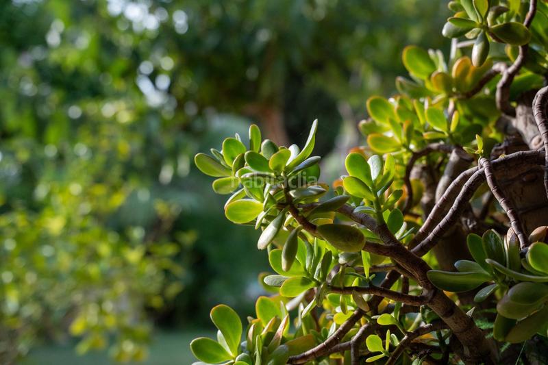 Foto d5984eb7-9ec8-43a1-bb9c-f0b5cb90850c. Casa a n/a a Vistahermosa Alicante