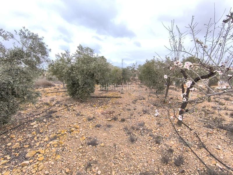 Foto 7fc11723-5c1a-41f1-aefb-b03ca4c111c8. Mas dans n/a dans Romana (la)