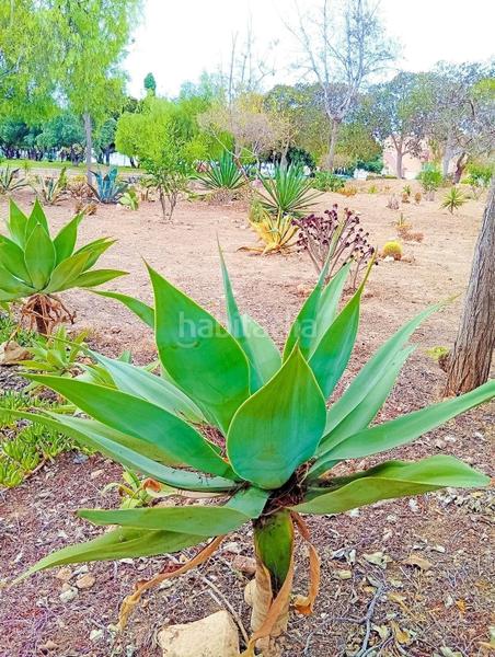 Foto 64d18033-249d-4899-ae3d-e4d59b99035d. Apartamento en n/a en La Florida Orihuela