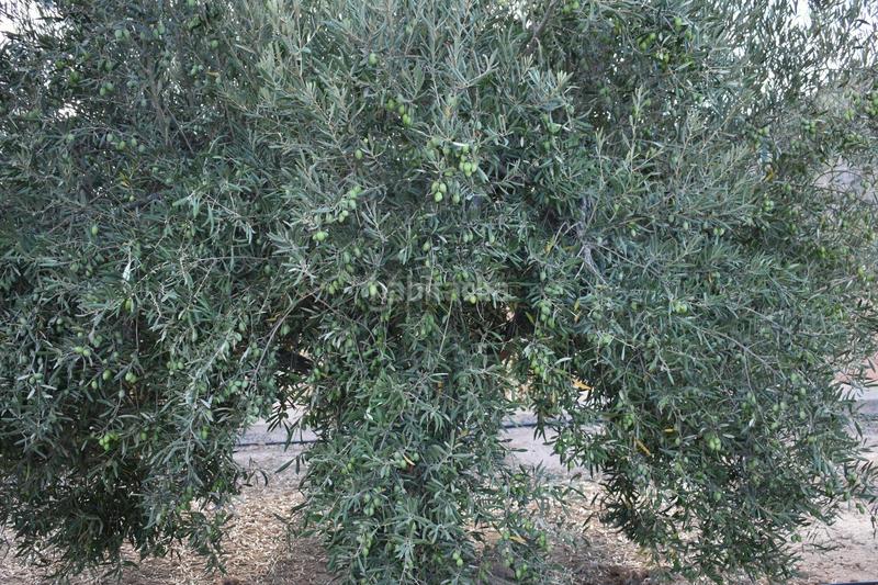 Foto 3bd7412c-e50a-4eb1-a4ea-6c08d48f0ffb. Bauernhof in n/a in Torre-Pacheco Torre - Pacheco