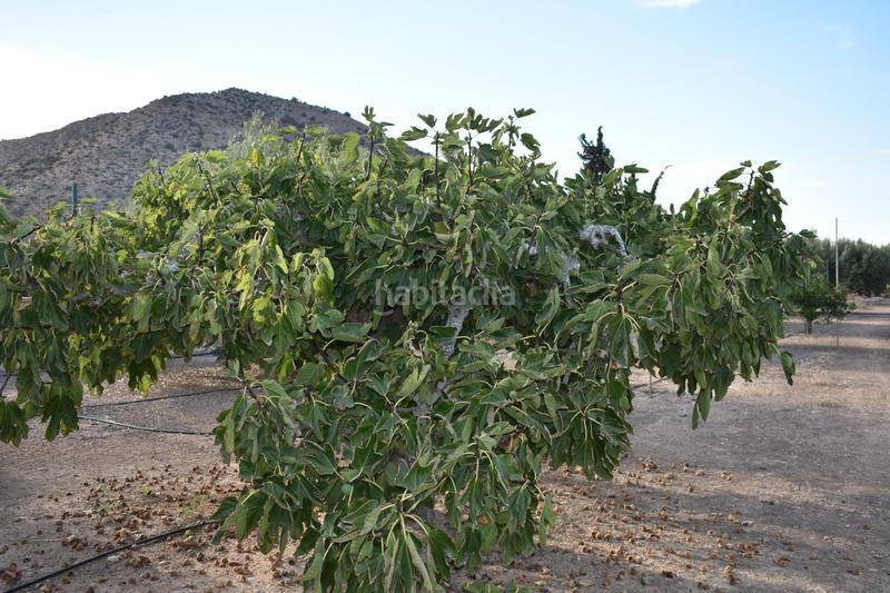 Foto d5ccf661-5f3a-4f63-a7da-46d2cf80b54e. Casale in n/a in Torre-Pacheco Torre - Pacheco