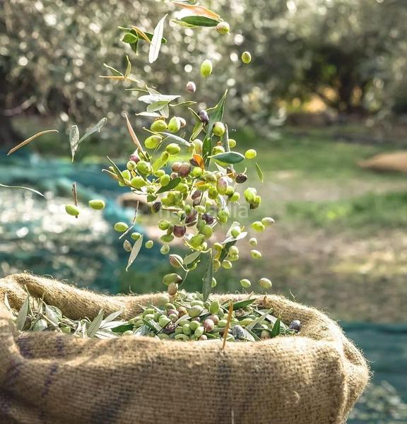 Foto 464f99a7-fd54-4b01-ac25-2b71a84f60d7. Terreno residenziale in n/a in Rincón de Seca Murcia