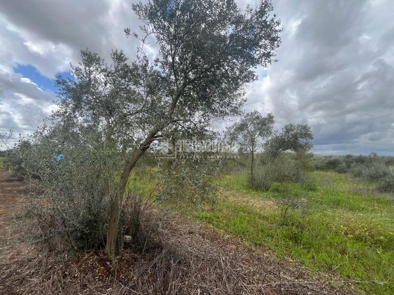 Foto 03c1d873-98f1-49af-8f5b-b2e9ff3def2b. Fondo rustico in Pilas