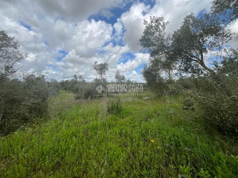 Foto 62b89f92-b8f7-4256-8f7e-4a0b82460bc9. Fondo rustico in Pilas