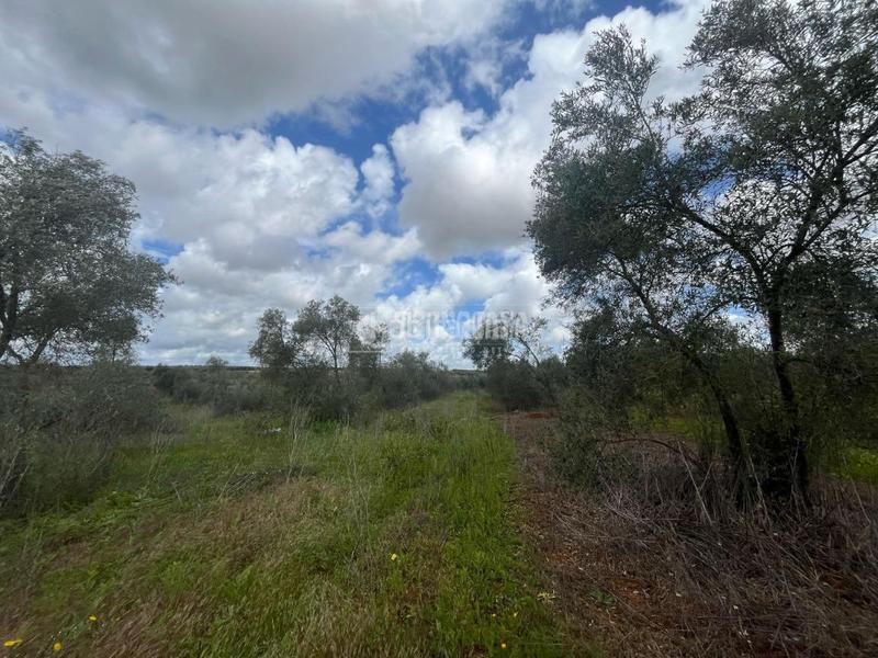 Foto 93248e38-cb3f-4fd0-a0b5-9fde0a5ef8cf. Fondo rustico in Pilas