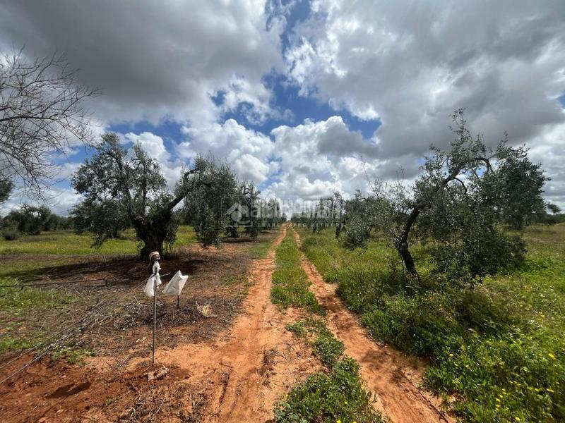 Foto 98ab1d21-409c-438f-b23c-815b1ca76e85. Fondo rustico in Pilas