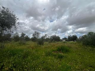 Finca rústica a Pilas. Terrenos en venta en pilas