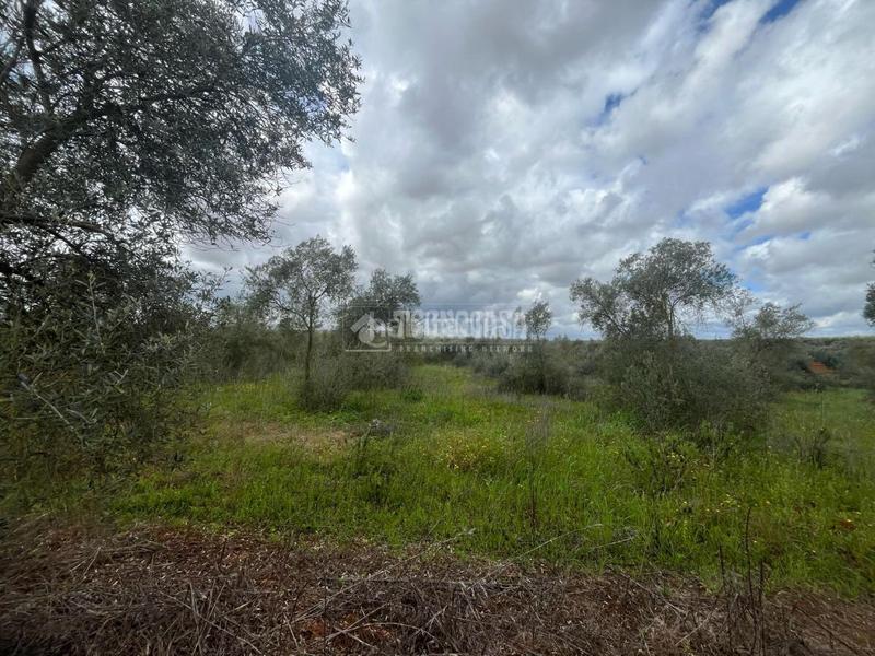 Foto dfbdc73e-bc9c-430e-8318-381fd2c1f0e1. Fondo rustico in Pilas