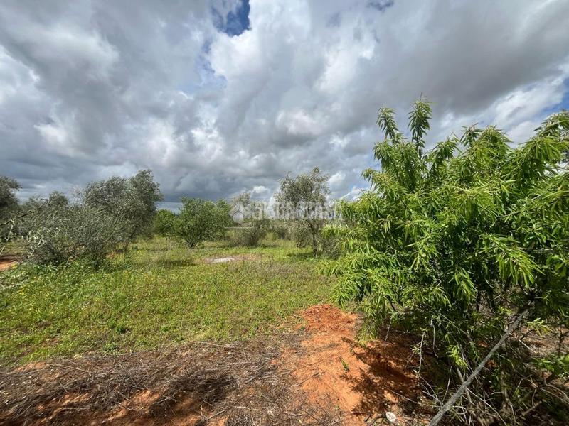 Foto f5d085bd-3e3a-414f-9f34-c8973e49f482. Fondo rustico in Pilas