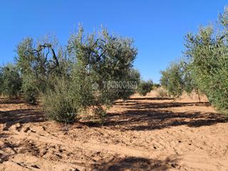 Finca rústica en Pilas. Terrenos en venta en pilas
