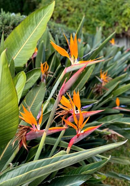 Foto 98154f7f-b3f1-48d6-ba75-b6388e8446f9. Chalet with fireplace heating parking pool in La Bonanova Palma de Mallorca