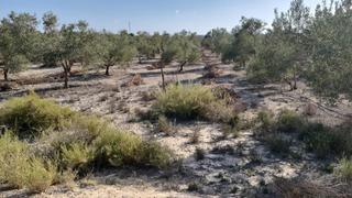 Bauernhof in Carolinas Bajas. Finca rústica en monforte del cid, alicante  una oportunidad úni
