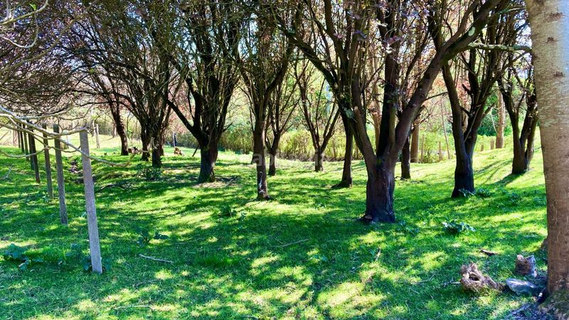 Foto abd7791d-4d60-4080-9063-4a21c1389bed. Finca rústica a Gorliz