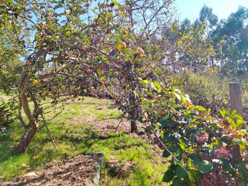 Foto 59f0fd55-b186-4c93-af2b-a268e75e6407. Casa chalet independiente en arrankudiaga zollo en Arrankudiaga / Zollo