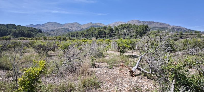 Foto c39e2cd1-2985-4495-95f6-58b74ca1449d. Terreny residencial a Tormos