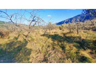 Terreny residencial a Alcalalí. Parcela en llosa de camacho  alcalali