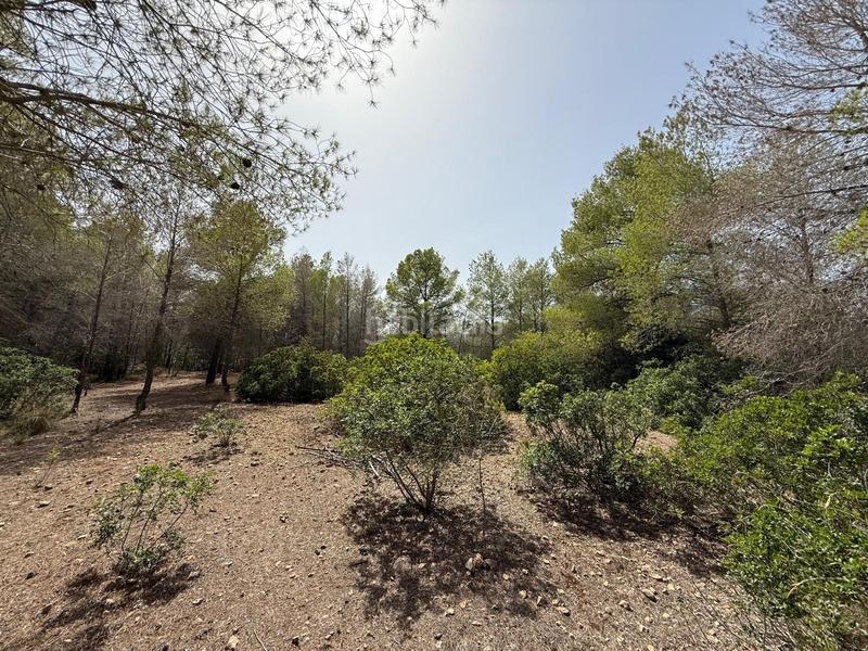 Foto 165efafa-c6f7-4408-aca0-0181c9fda6e3. Finca rústica en Sierra Helada Benidorm