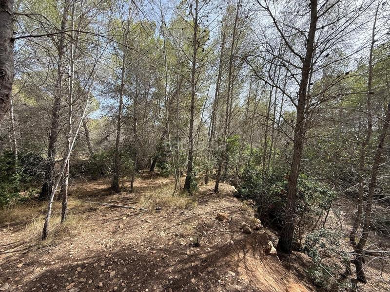 Foto 1729bd13-f68a-4656-b223-516d0c8d18a9. Finca rústica en Sierra Helada Benidorm