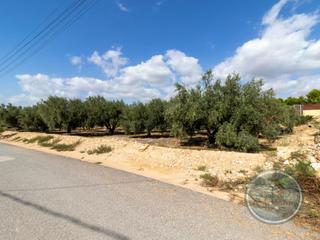 Landgut  Partida amoros. Terreno con oliveras
