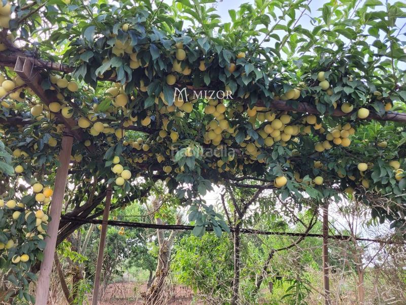 Foto 018132ac-79fe-4206-b9c0-adf8f25a4b1c. Finca rústica a Icod de los Vinos pueblo Icod de los Vinos