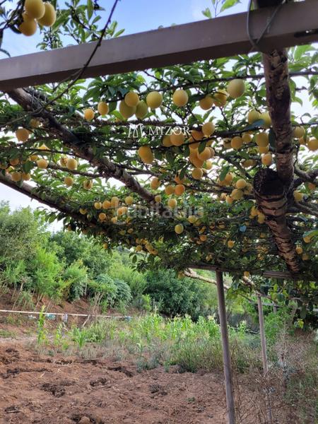 Foto 0b77dad8-656e-4656-9eb6-95954dd94037. Finca rústica a Icod de los Vinos pueblo Icod de los Vinos