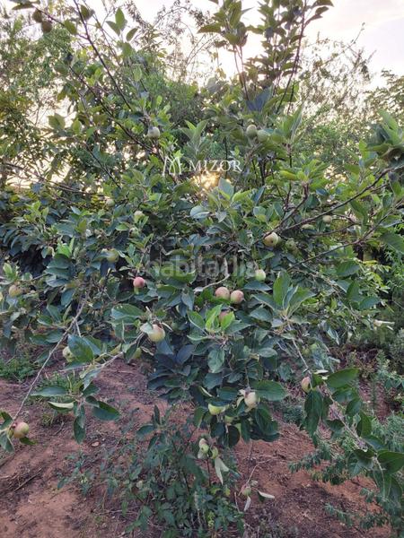 Foto 242a77dc-5ba4-4197-ba3a-64905ca43d21. Finca rústica a Icod de los Vinos pueblo Icod de los Vinos
