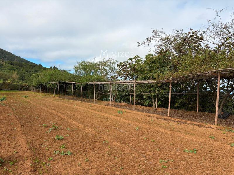 Foto 2e27d462-e6ae-48b5-b9a6-016b6dbd161e. Finca rústica a Icod de los Vinos pueblo Icod de los Vinos
