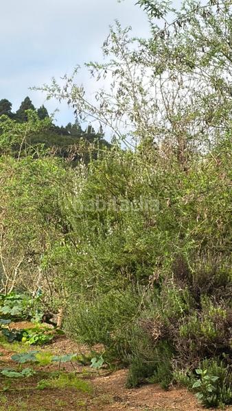 Foto 35f46032-59ac-4221-9333-5c23aa8cd0e9. Finca rústica a Icod de los Vinos pueblo Icod de los Vinos