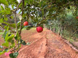 Fondo rustico  El rodeo. Finca  rústica en venta en icod de los vinos