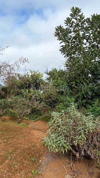 Foto 6c65298d-21b4-4e9a-bdf4-93be46516f18. Finca rústica a Icod de los Vinos pueblo Icod de los Vinos