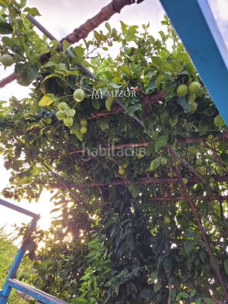 Foto 73d599c7-399f-46d1-8cd8-88fbd61ed9fc. Finca rústica a Icod de los Vinos pueblo Icod de los Vinos