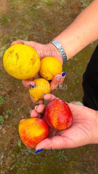 Foto 7e25499e-5645-46a4-a320-9416f6f678c0. Finca rústica a Icod de los Vinos pueblo Icod de los Vinos