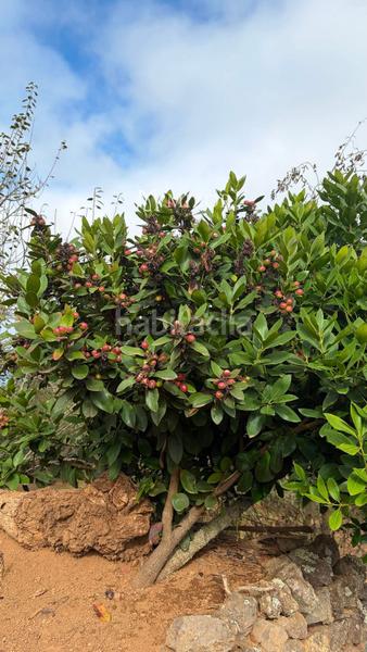 Foto ad9376b3-9041-4304-8b82-7bbf03e9a699. Finca rústica a Icod de los Vinos pueblo Icod de los Vinos