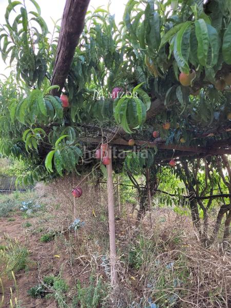 Foto b4284f47-fea3-4fc4-8a97-b049c0d523ac. Finca rústica a Icod de los Vinos pueblo Icod de los Vinos