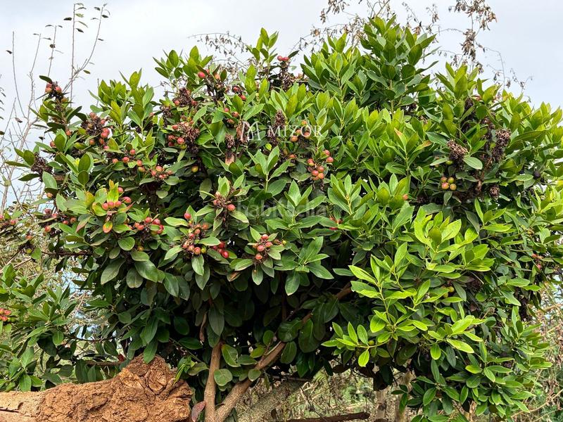 Foto b8b1f7a1-ebfa-4a0d-bbfb-4d0ce950db4b. Finca rústica a Icod de los Vinos pueblo Icod de los Vinos