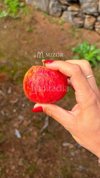 Foto c0356068-5686-4506-8b97-b0b5bd947939. Finca rústica a Icod de los Vinos pueblo Icod de los Vinos
